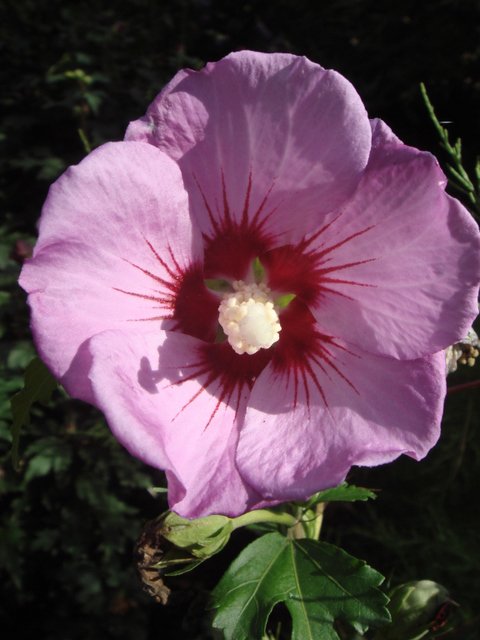Hibiscus syriacus fleur